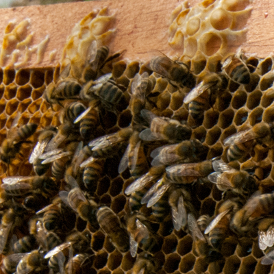 Local beekeepers and their honeybees 
